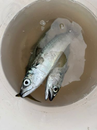 サバの釣果