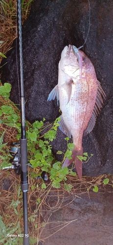 タイの釣果