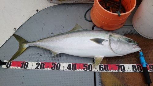 ブリの釣果