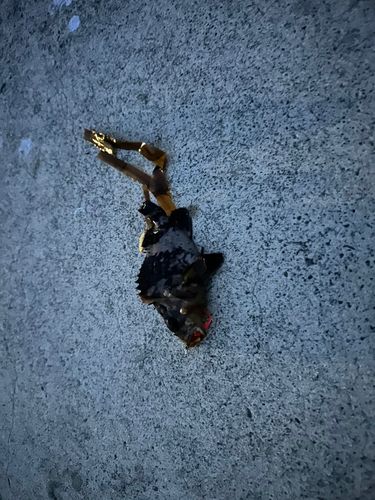 ムラソイの釣果