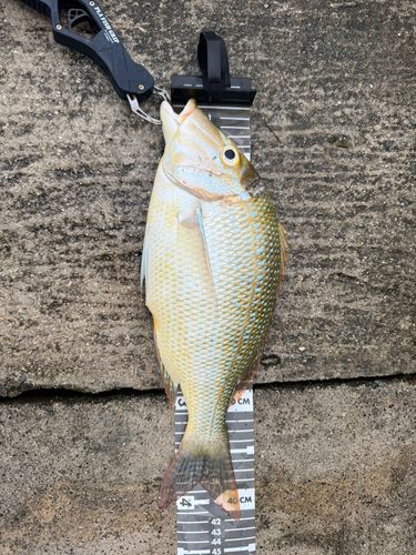 タマンの釣果