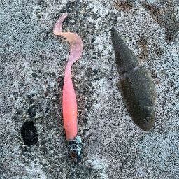 シタビラメ
