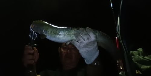 ニホンナマズの釣果