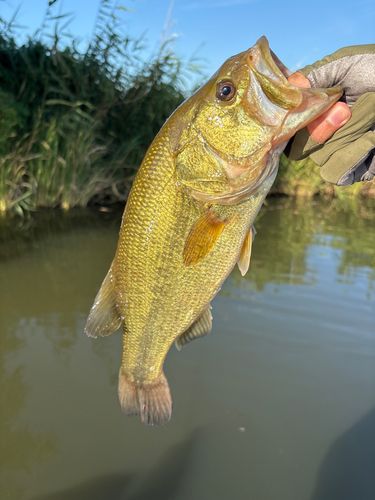 ラージマウスバス