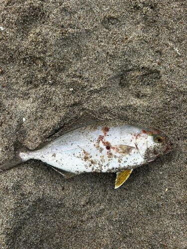 ワカシの釣果