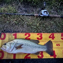 ラージマウスバス