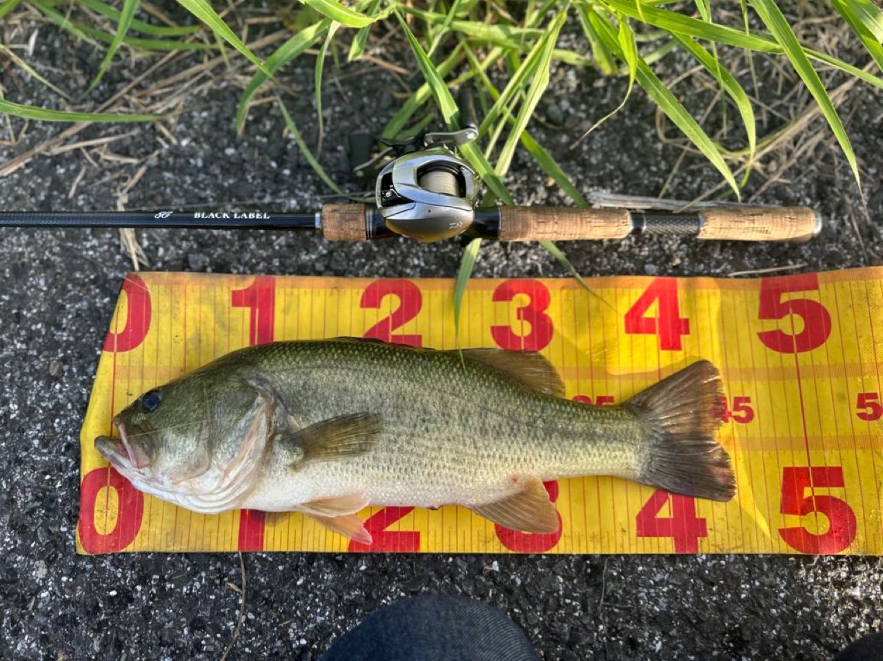 ラージマウスバス