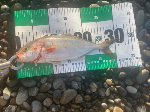 ツバスの釣果
