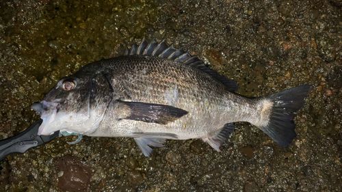 クロダイの釣果
