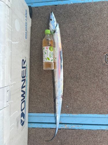 タチウオの釣果