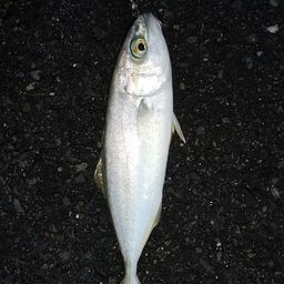 ワカシ