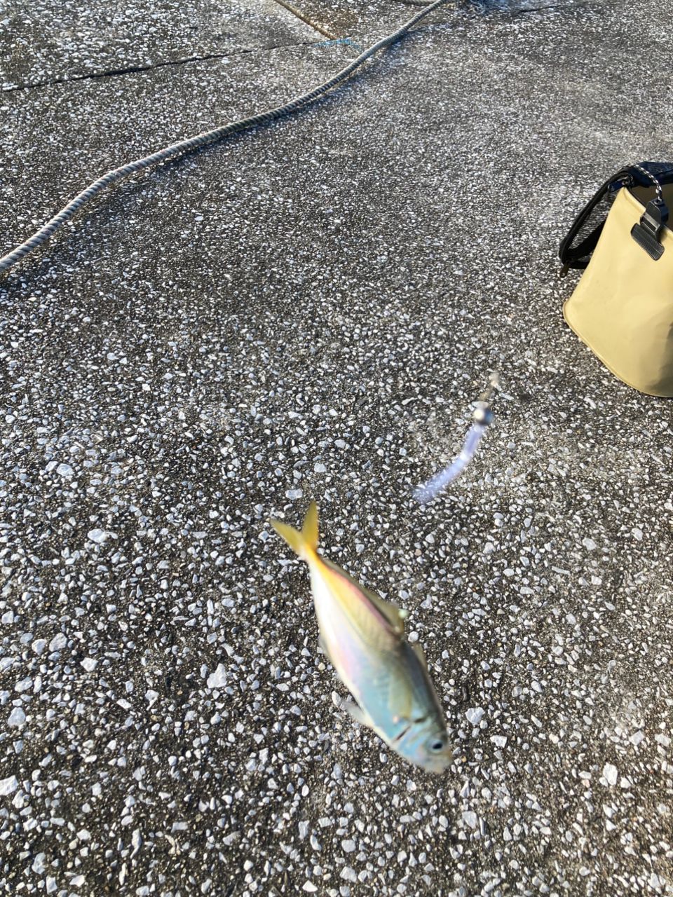 アジ