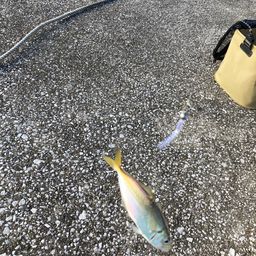 アジ