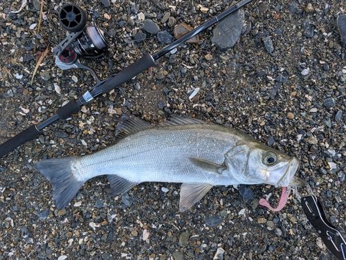 ヒラスズキの釣果