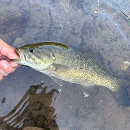 スモールマウスバス