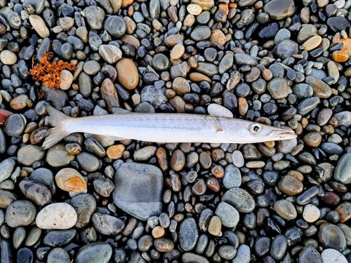 アカカマスの釣果