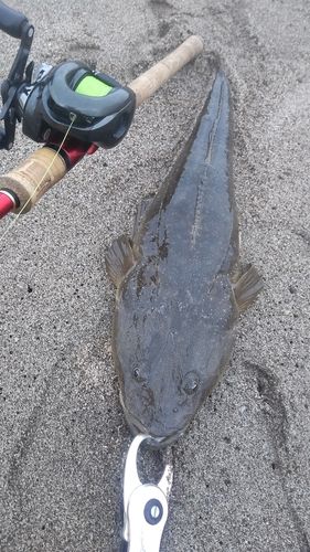 マゴチの釣果