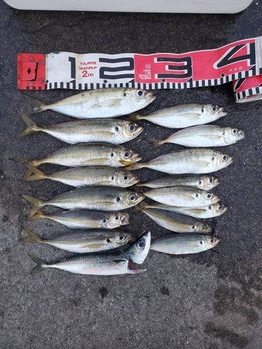 アジの釣果