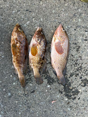 キジハタの釣果