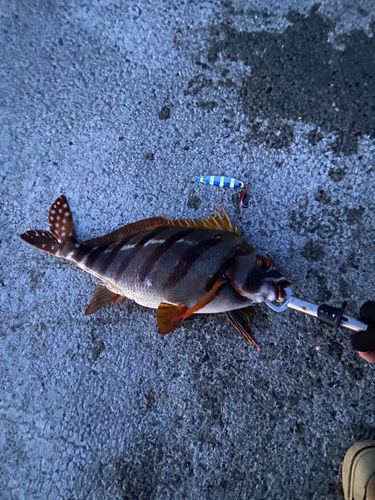 タカノハダイの釣果