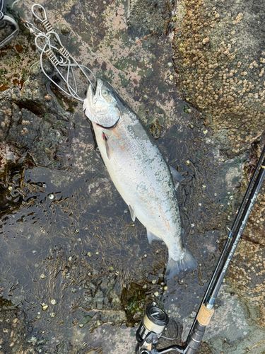 サクラマスの釣果