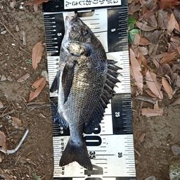 さかな DAIWA（釣り） シマノ ライトグリッパー CT-982X (フィッシュ