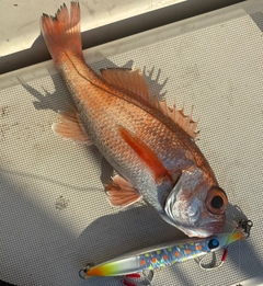 アカムツの釣果
