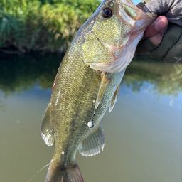 ラージマウスバス