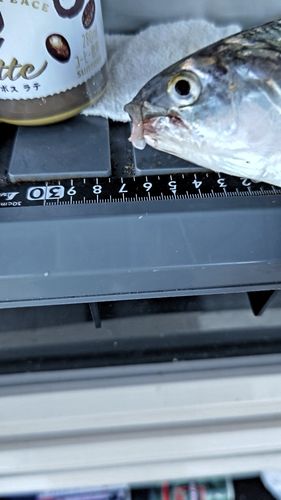 コノシロの釣果