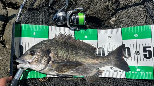 クロダイの釣果