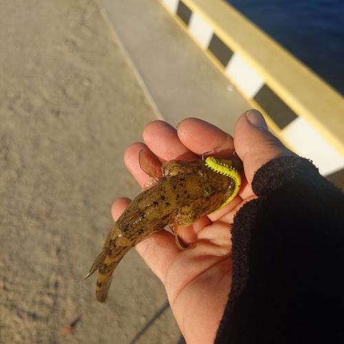 ハゼの釣果