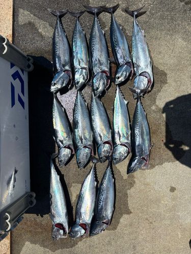 マルソウダの釣果