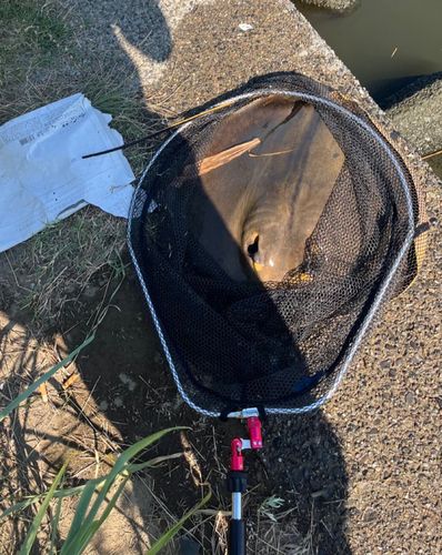 アカエイの釣果