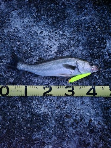 スズキの釣果