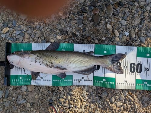 アメリカナマズの釣果