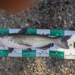 アメリカナマズ