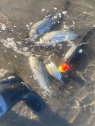 フッコ（マルスズキ）の釣果