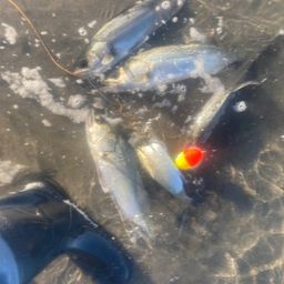 フッコ（マルスズキ）