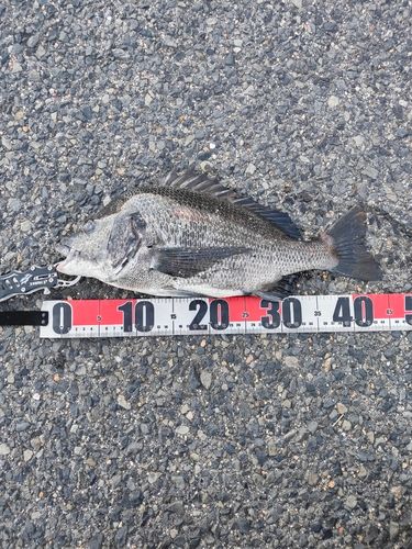 クロダイの釣果