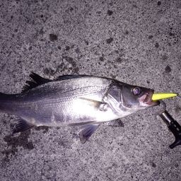 フッコ（ヒラスズキ）