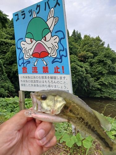 ブラックバスの釣果