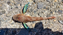 ホウボウの釣果