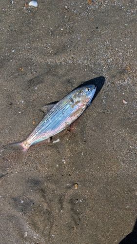 コノシロの釣果