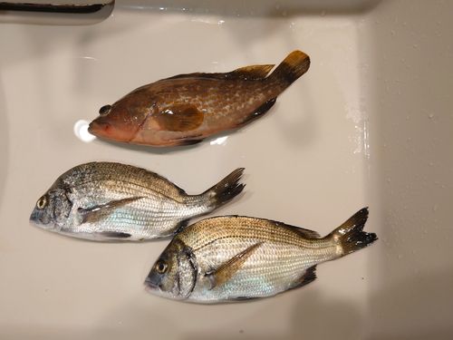 チヌの釣果
