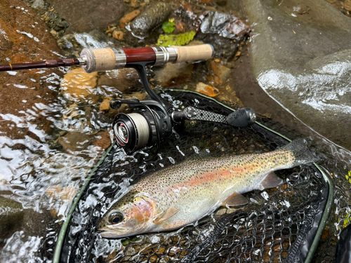 ニジマスの釣果