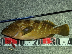 アコウの釣果