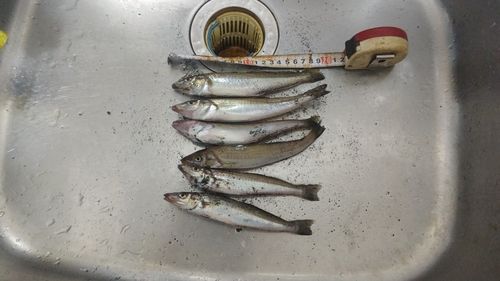 シロギスの釣果