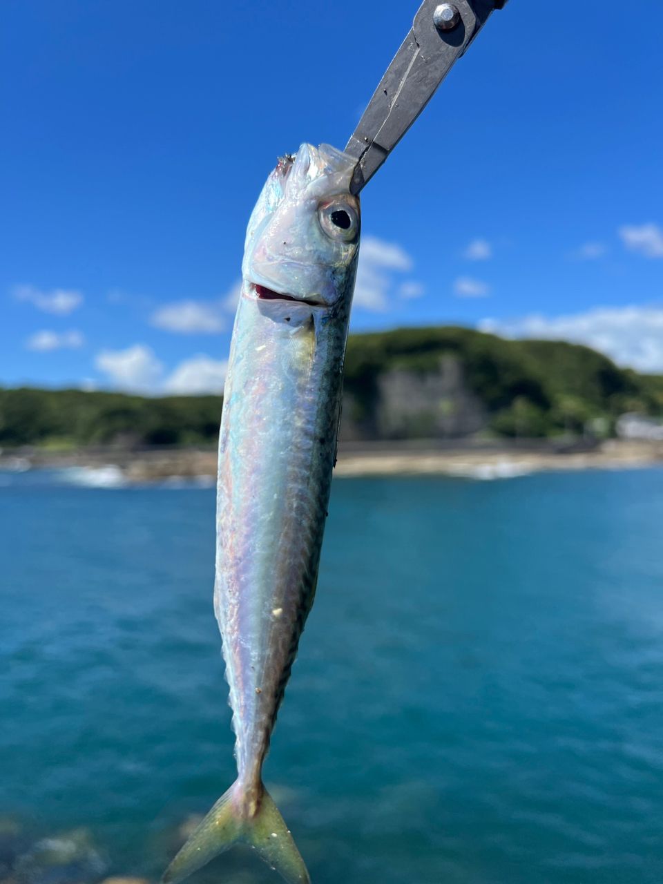 ノゴイ