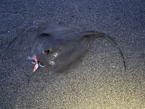アカエイの釣果