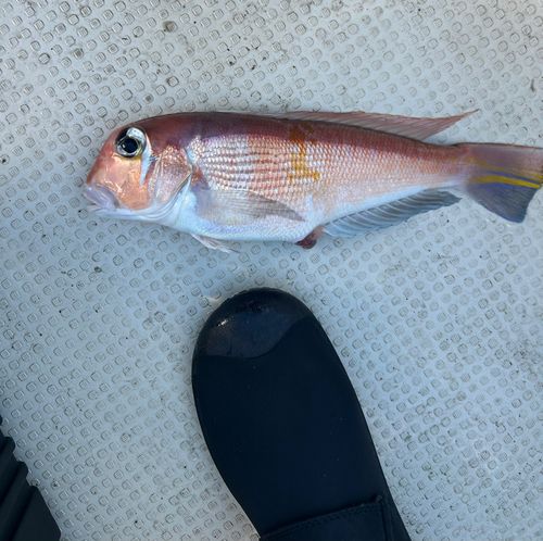釣果